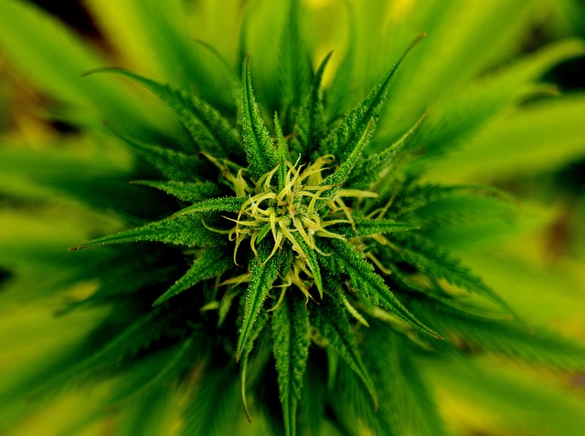 marihuana květ