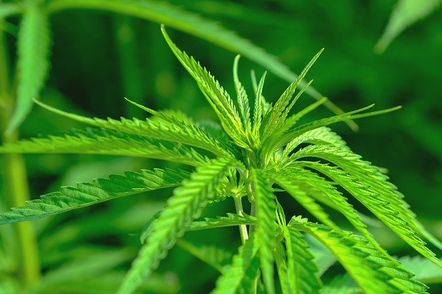 Rostliny Cannabis sativa