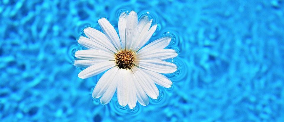 květina v bazénu